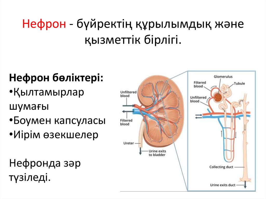 Нефрон - бүйректің құрылымдық және қызметтік бірлігі.