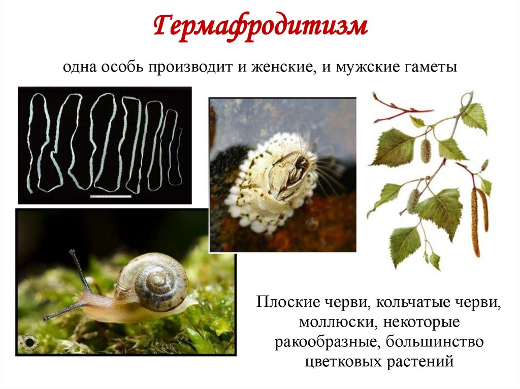 Гермафродитизм