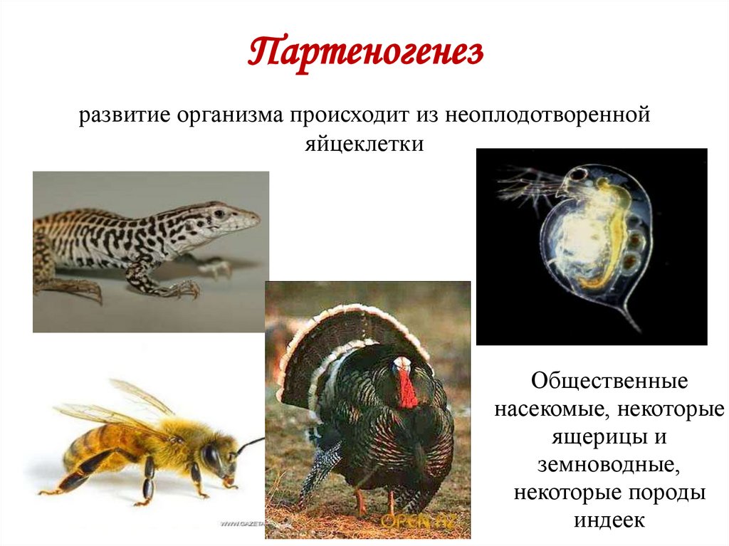 Партеногенез