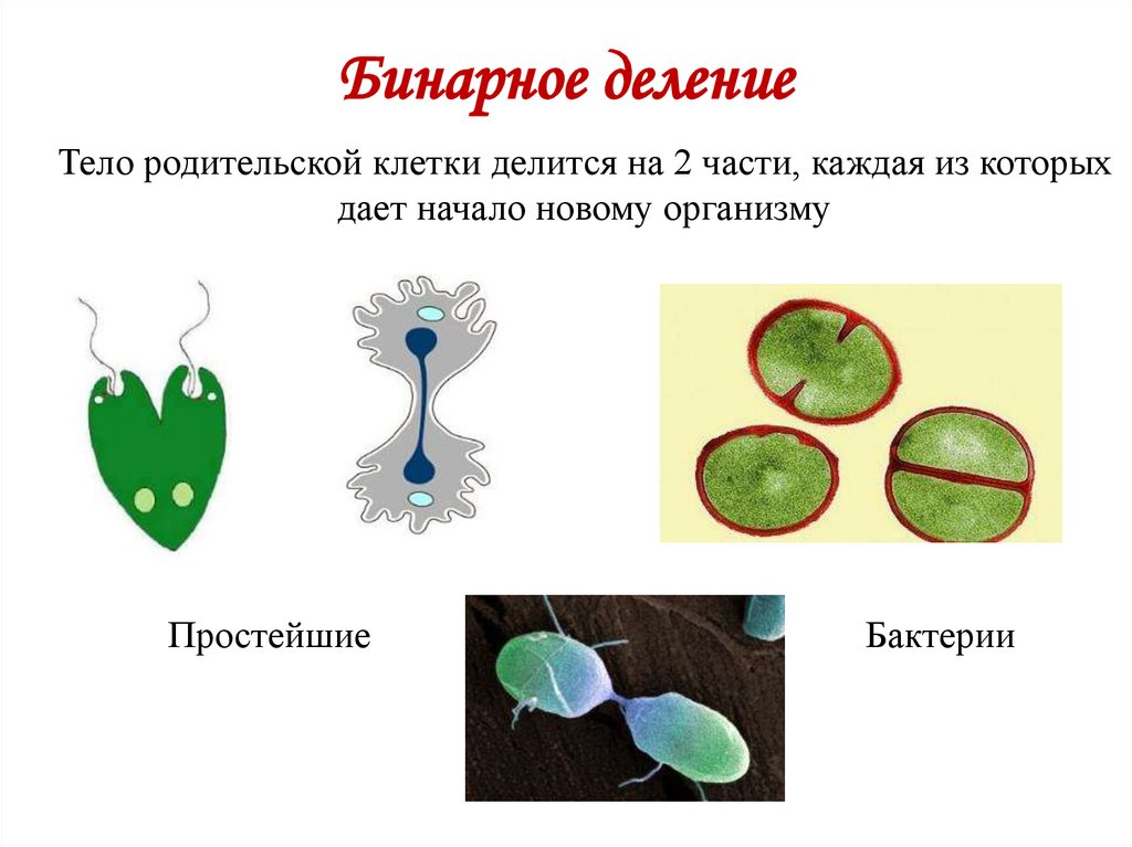Бинарное деление