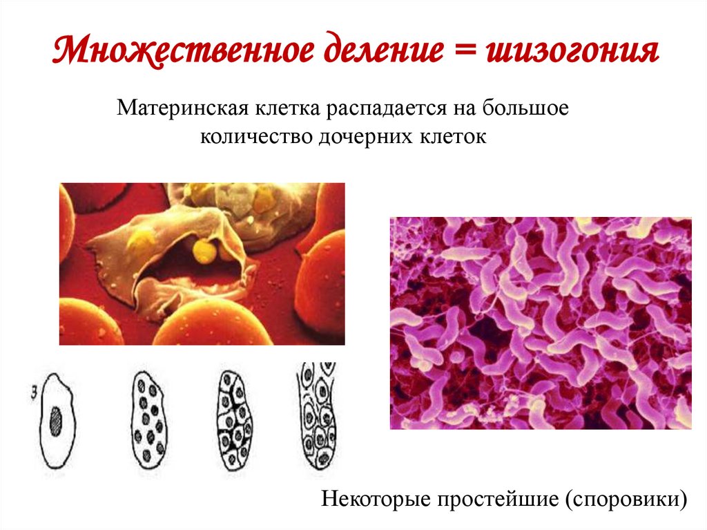 Множественное деление = шизогония