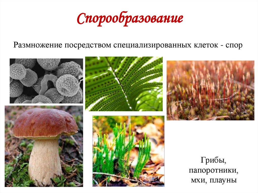 Спорообразование