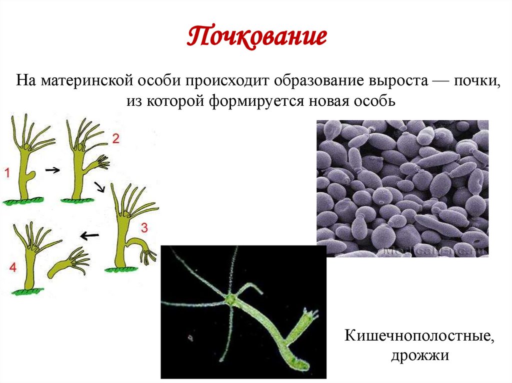 Почкование