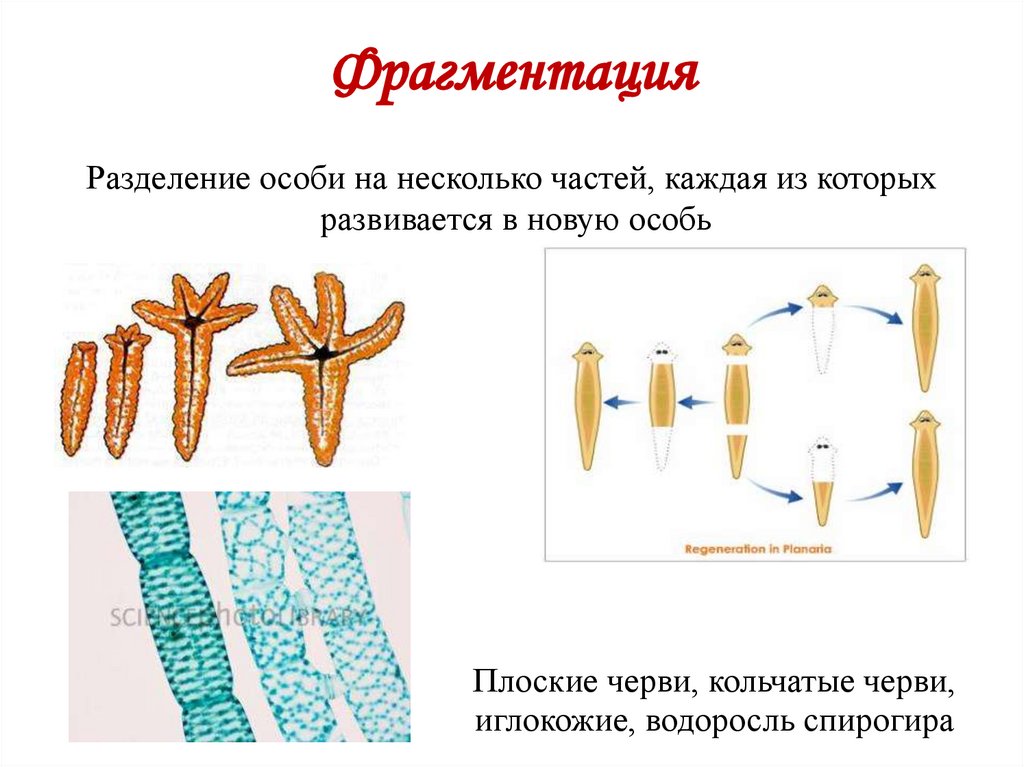 Фрагментация