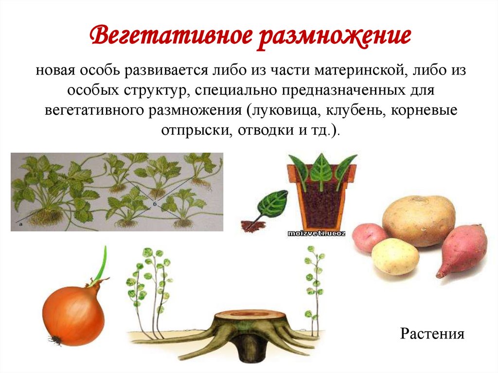 Вегетативное размножение