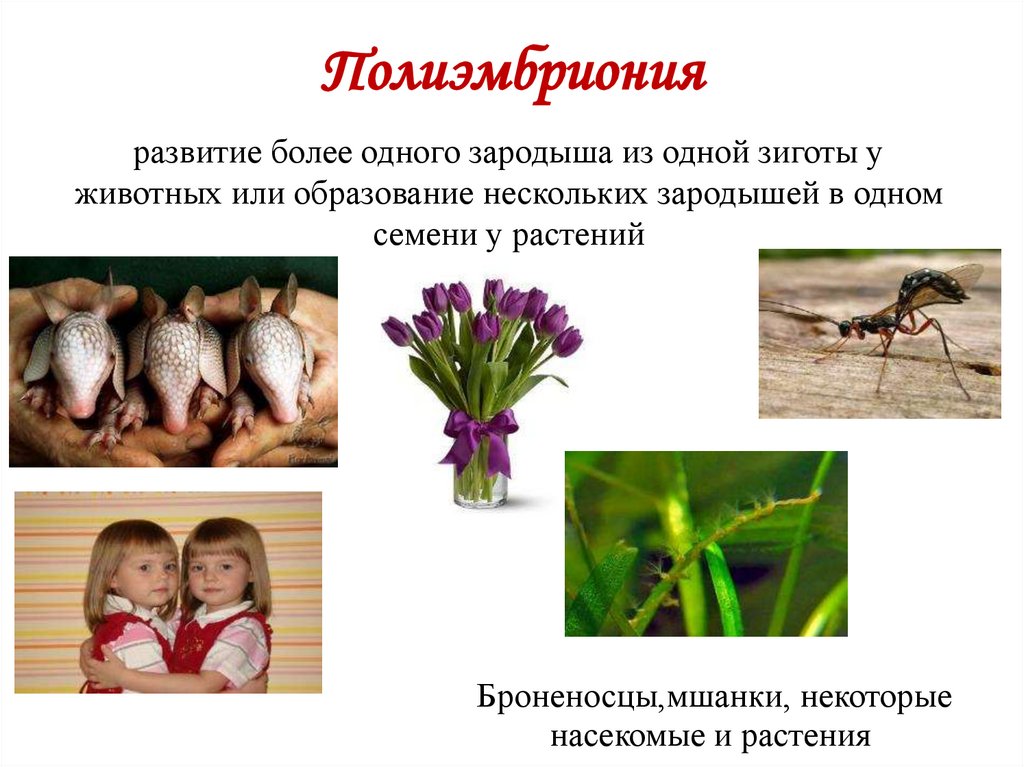 Полиэмбриония