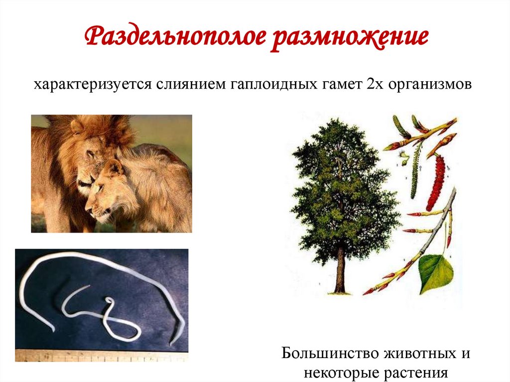 Раздельнополое размножение