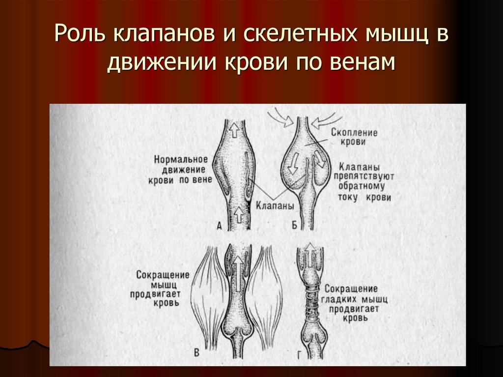 Роль клапанов и скелетных мышц в движении крови по венам