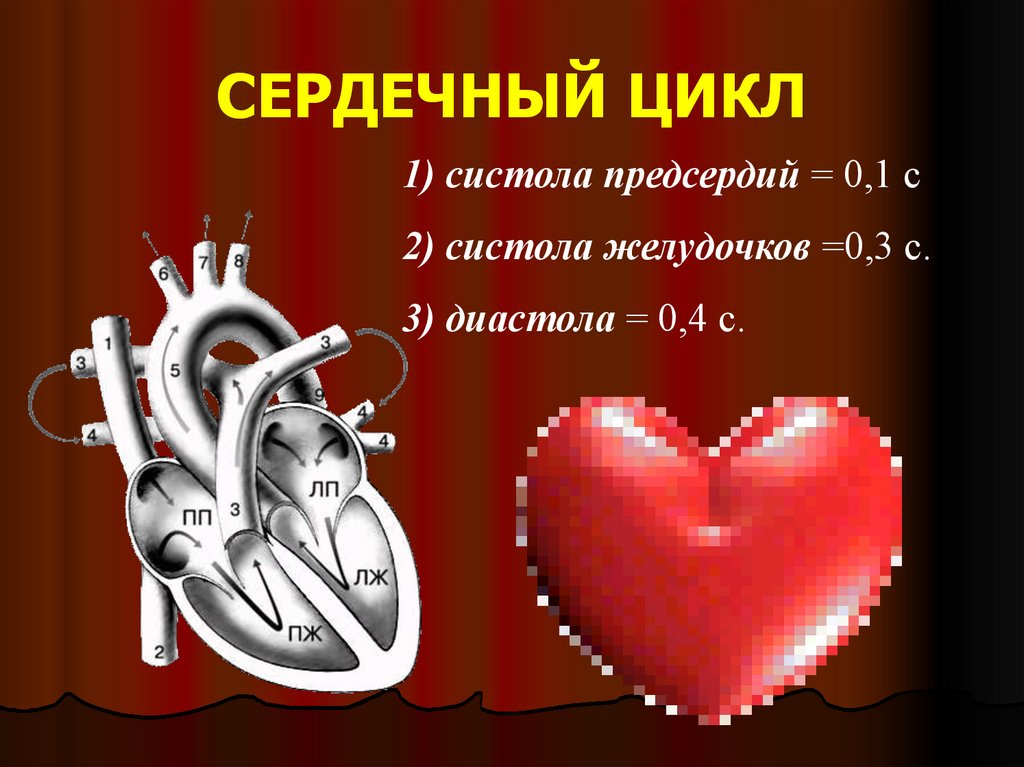 СЕРДЕЧНЫЙ ЦИКЛ