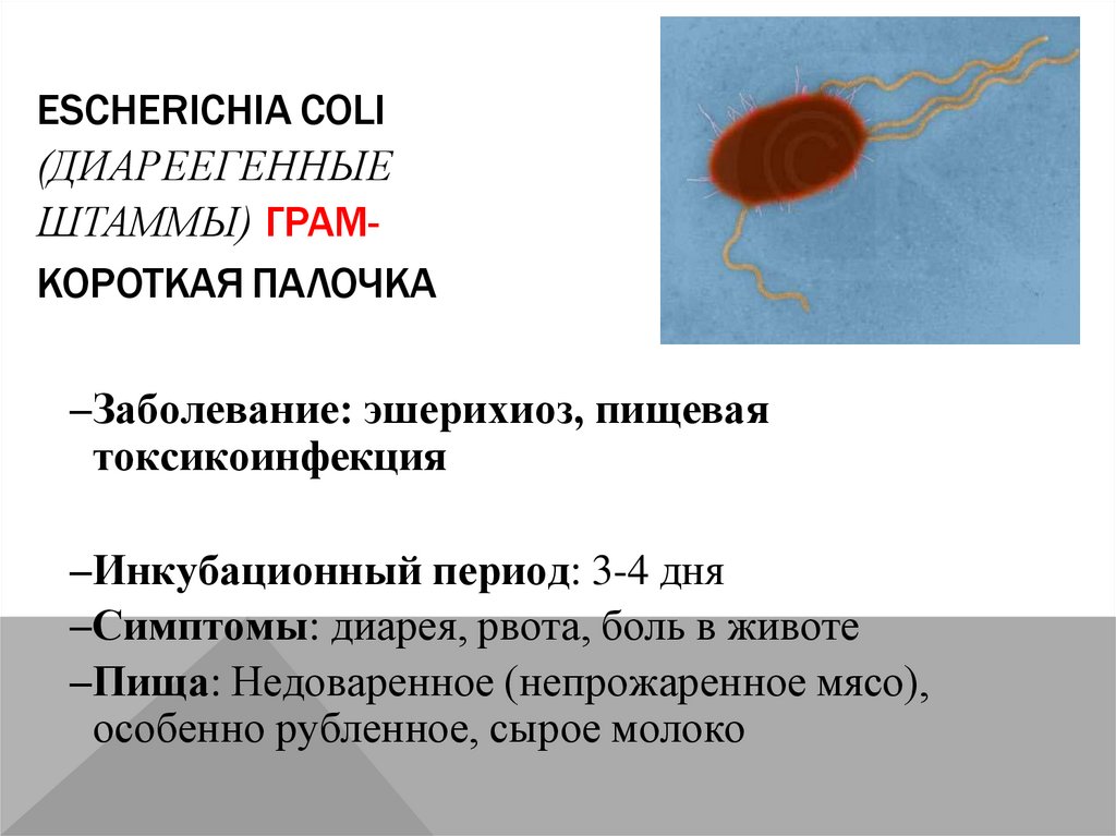 Escherichia coli (диареегенные штаммы) Грам- короткая палочка