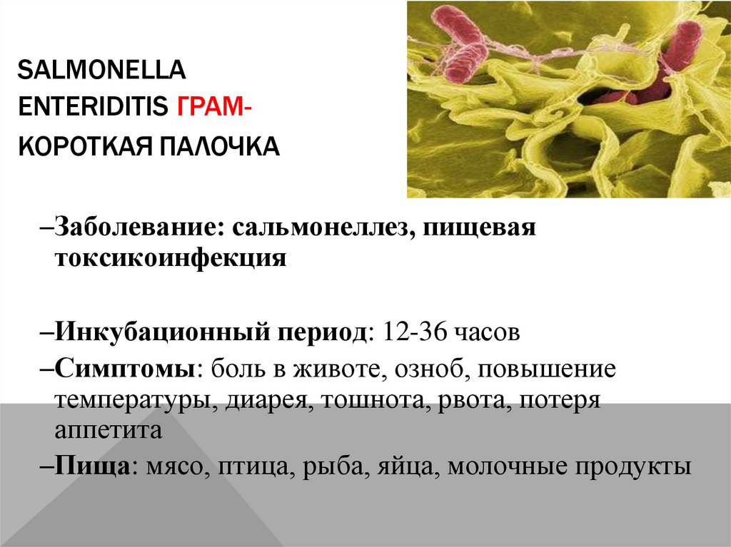 Salmonella enteriditis Грам- короткая палочка