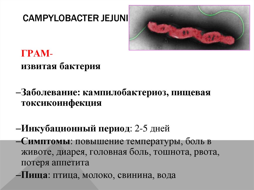 Campylobacter jejuni