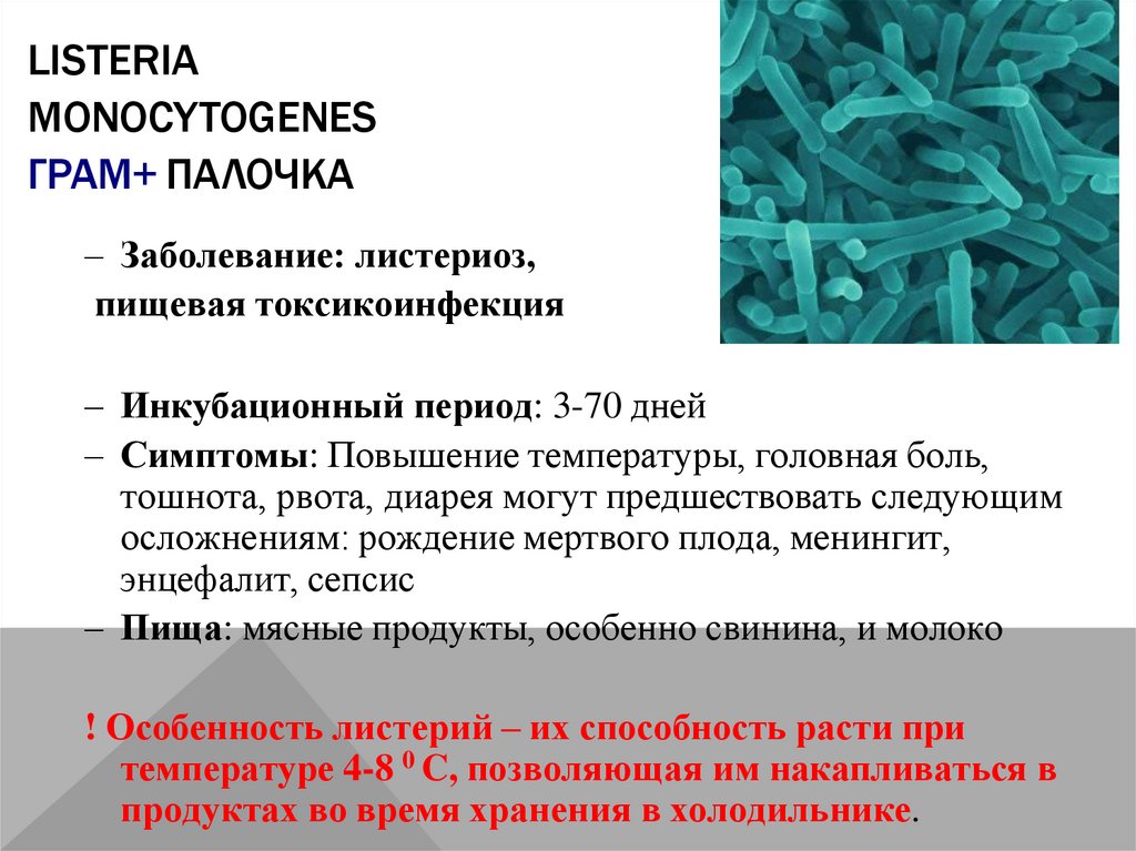 Listeria monocytogenes Грам+ палочка