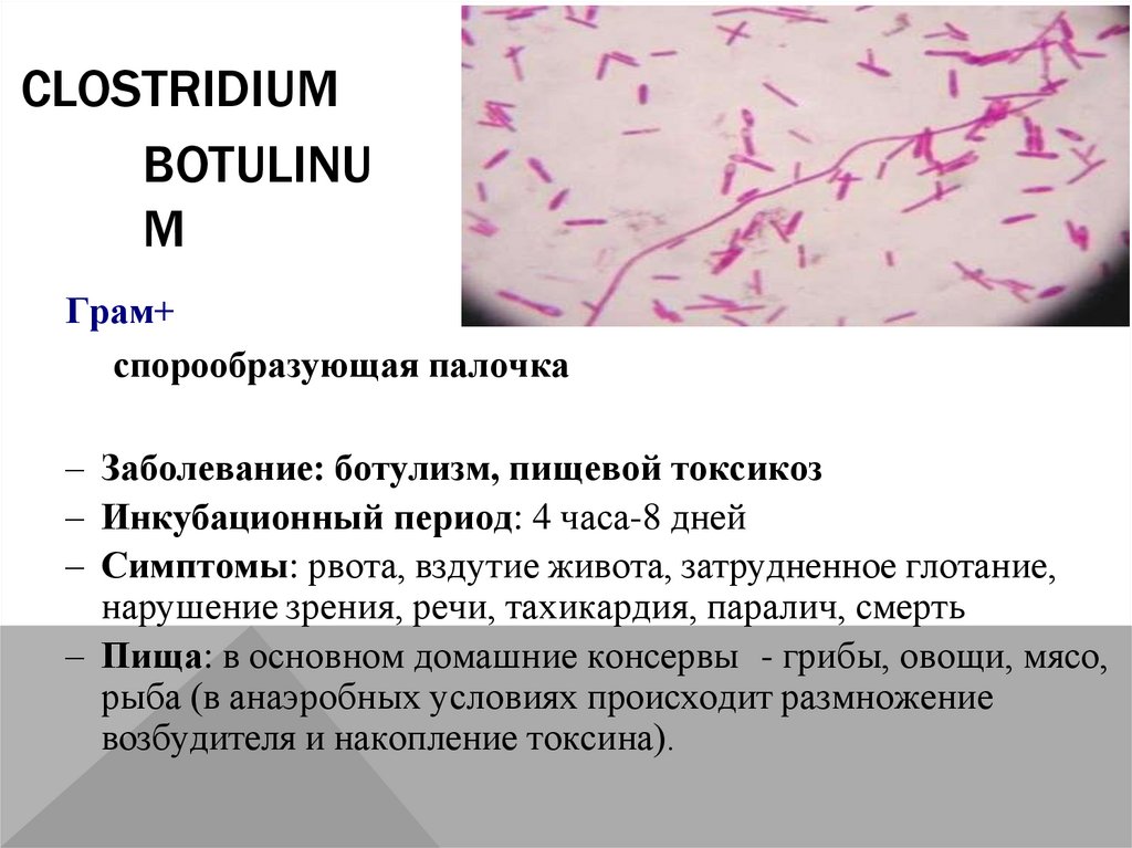 Clostridium botulinum