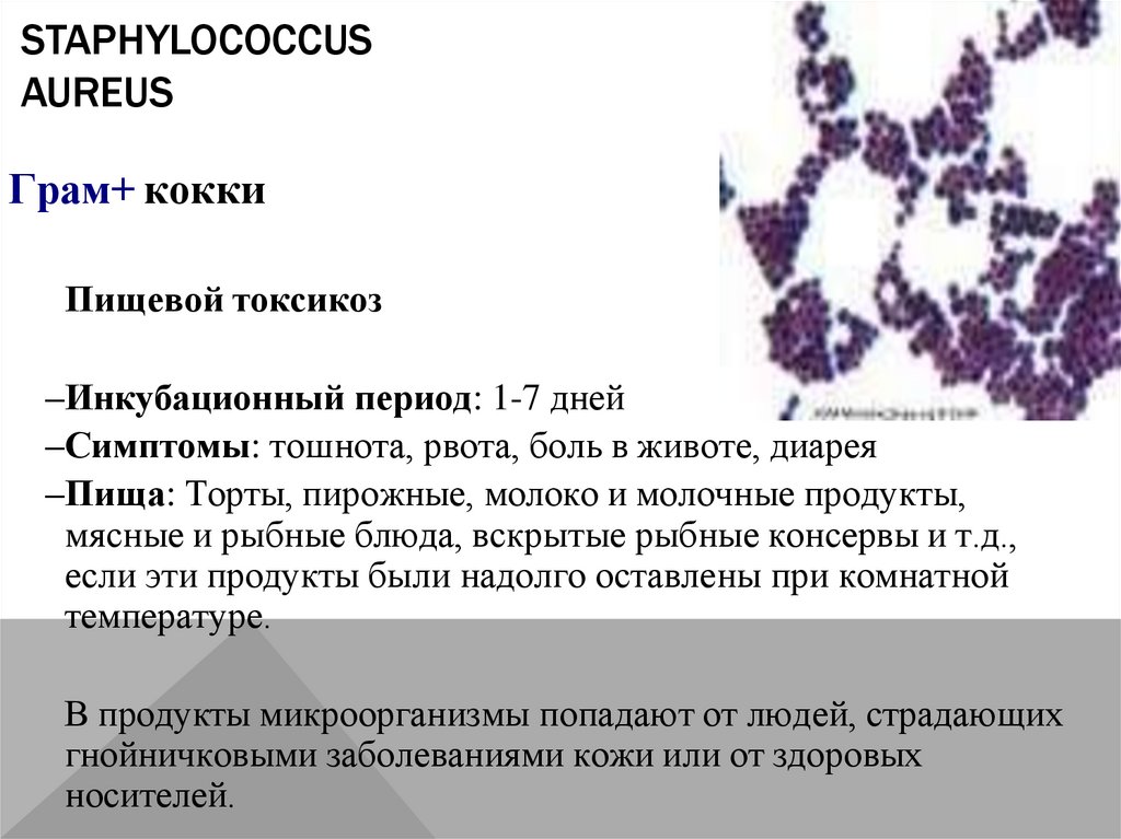 Staphylococcus aureus