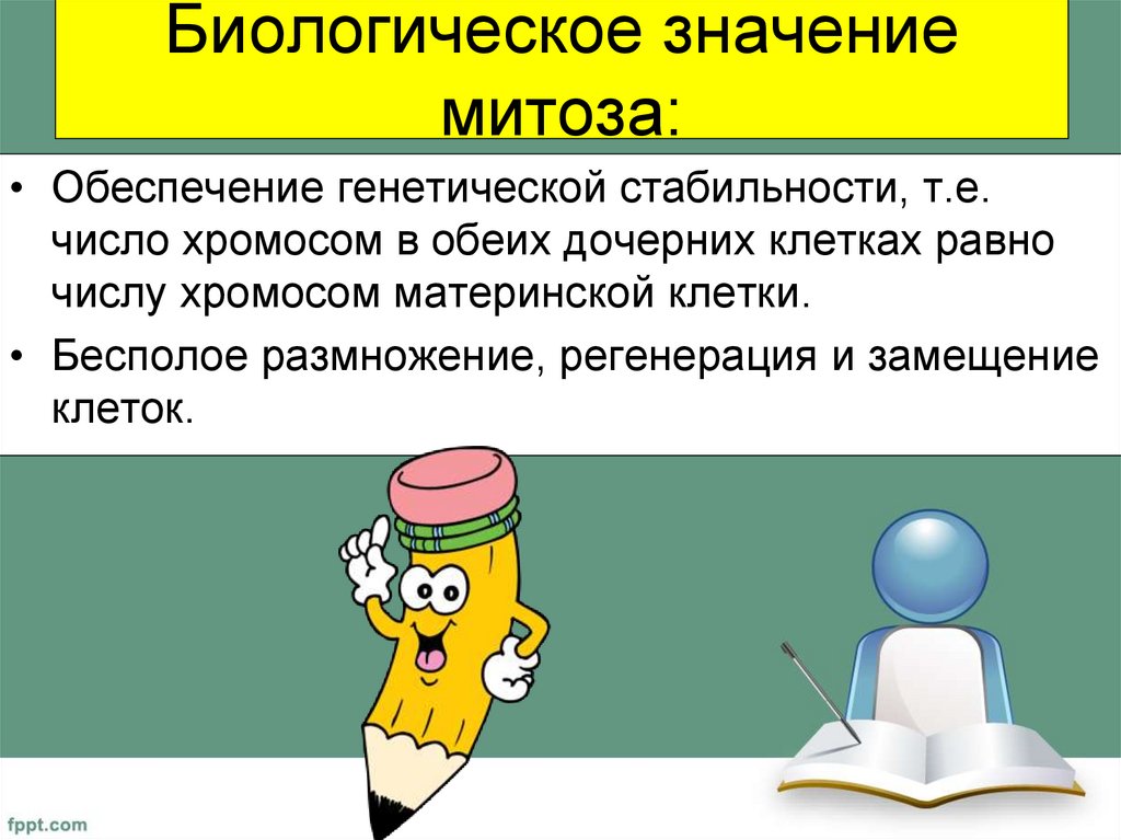 Биологическое значение митоза: