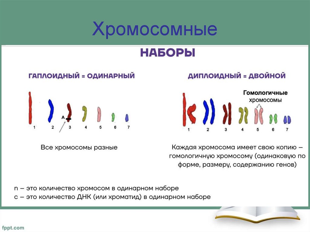 Хромосомные