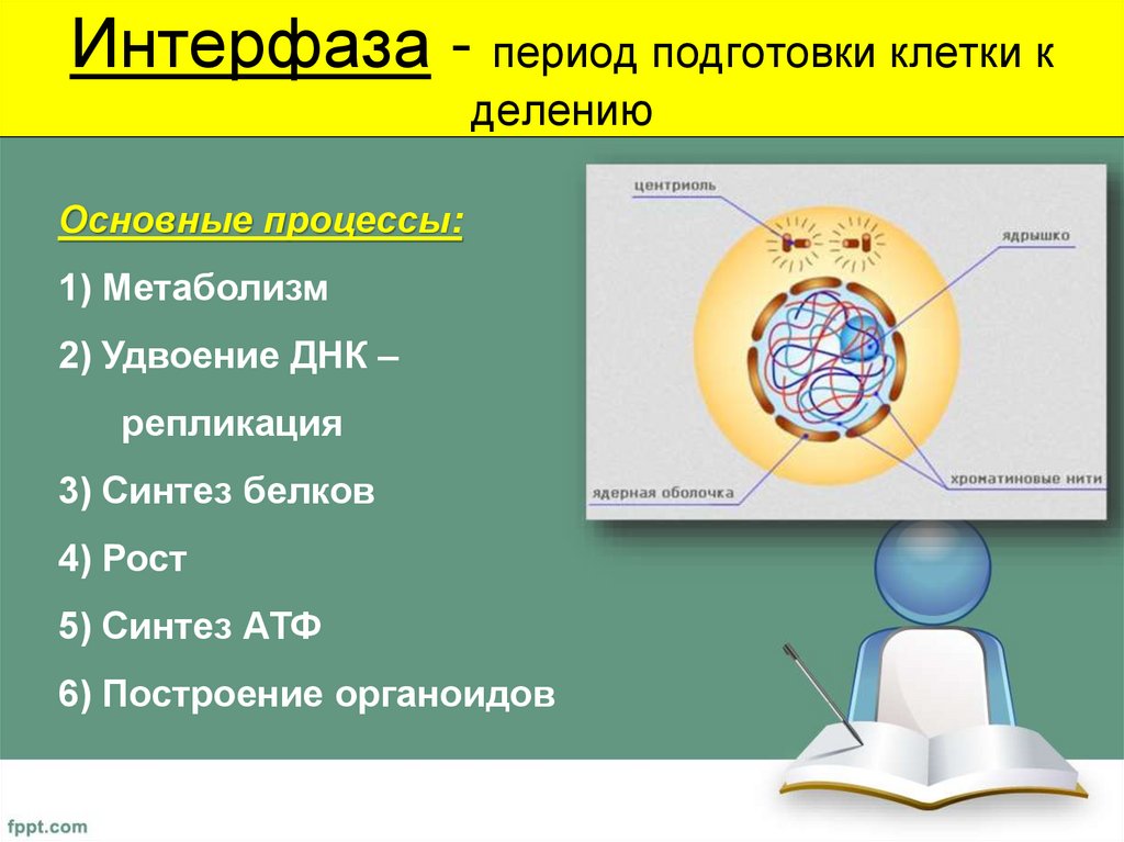 Интерфаза - период подготовки клетки к делению