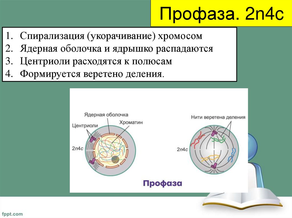 Профаза. 2n4c