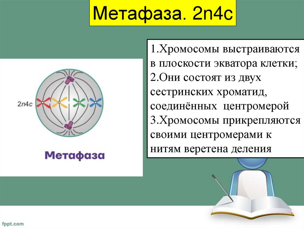 Метафаза. 2n4c