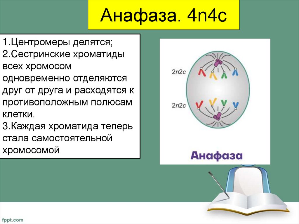 Анафаза. 4n4c