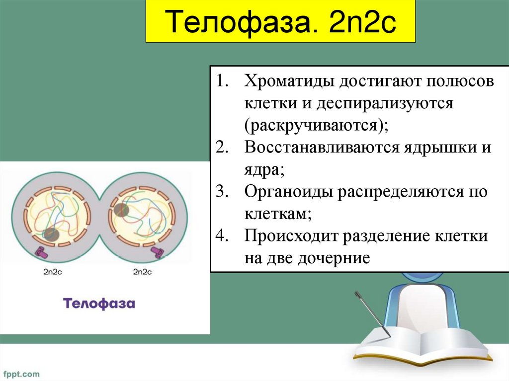 Телофаза. 2n2c