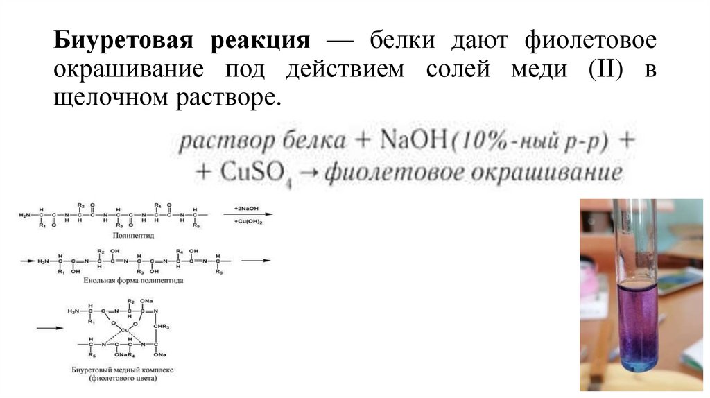 Биуретовая реакция — белки дают фиолетовое окрашивание под действием солей меди (II) в щелочном растворе.