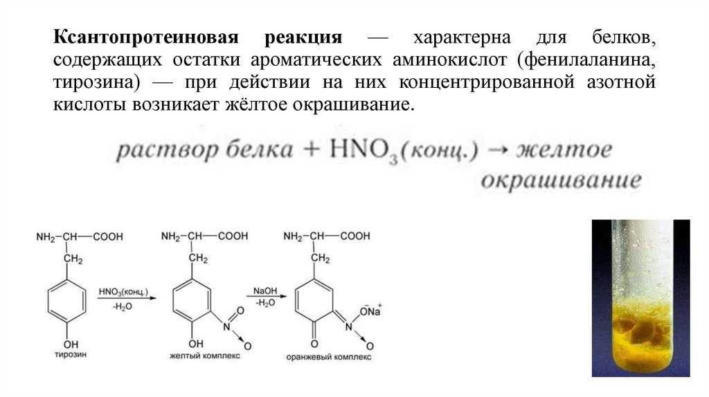 Ксантопротеиновая реакция — характерна для белков, содержащих остатки ароматических аминокислот (фенилаланина, тирозина) — при