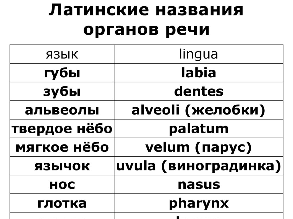 Латинские названия органов речи