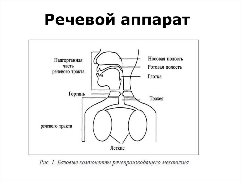 Речевой аппарат