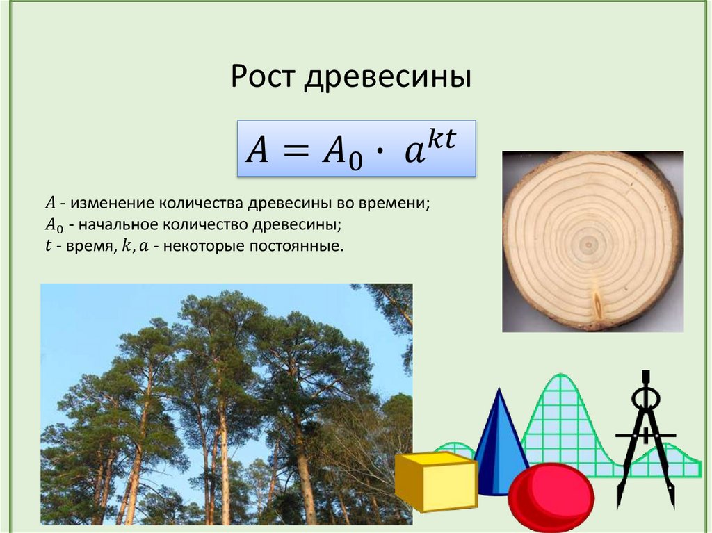 Рост древесины