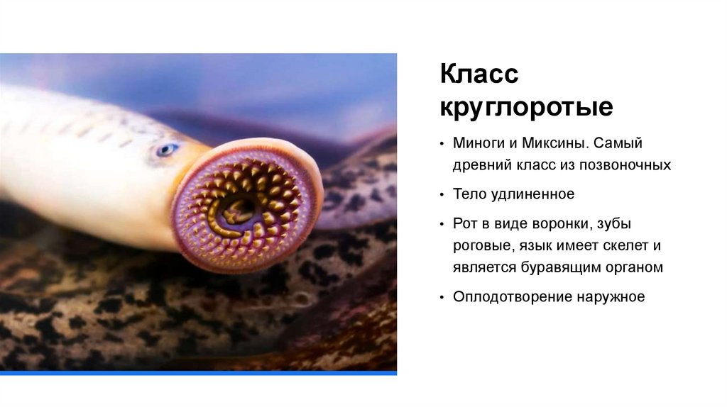 Класс круглоротые