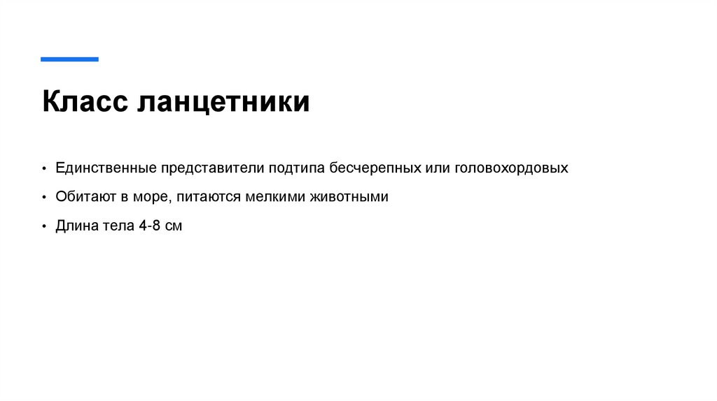 Класс ланцетники