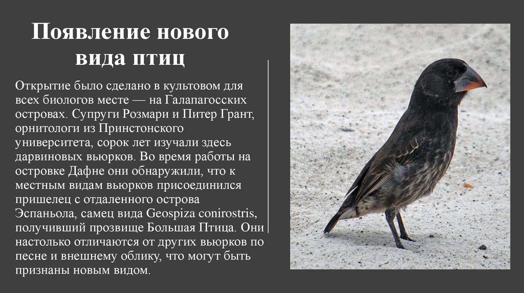 Появление нового вида птиц