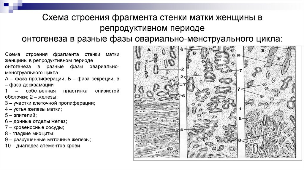 Схема строения фрагмента стенки матки женщины в репродуктивном периоде онтогенеза в разные фазы овариально-менструального