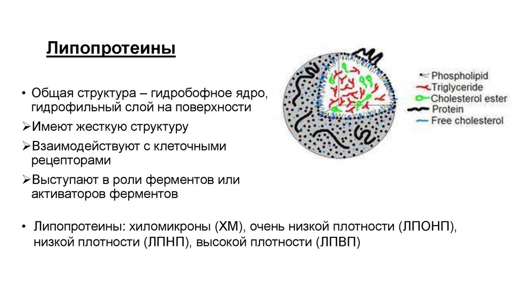 Липопротеины