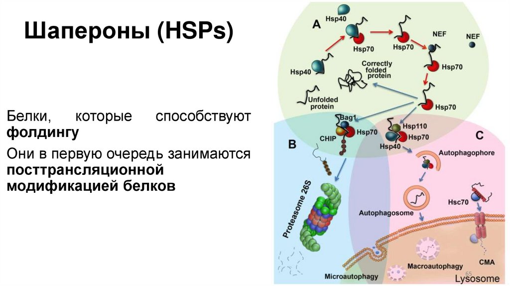 Шапероны (HSPs)