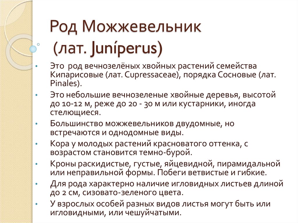 Род Можжевельник (лат. Juníperus)