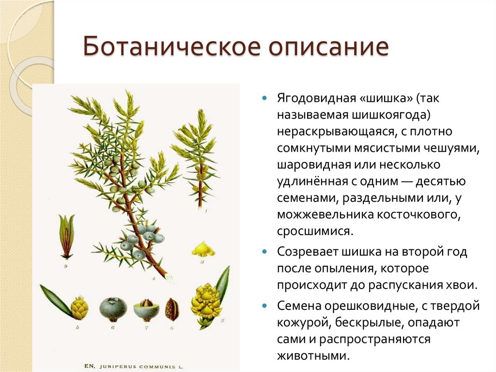 Ботаническое описание