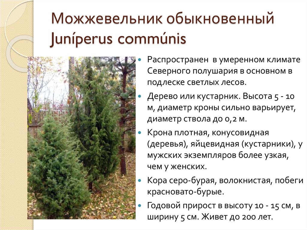 Можжевельник обыкновенный Juníperus commúnis