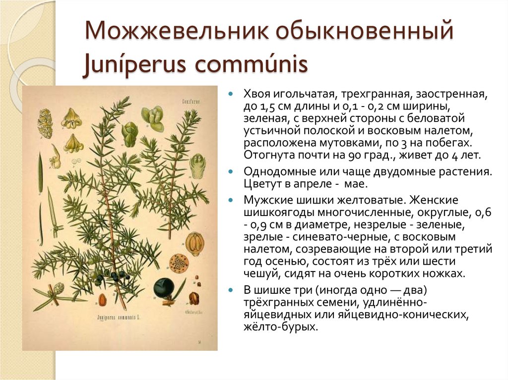 Можжевельник обыкновенный Juníperus commúnis