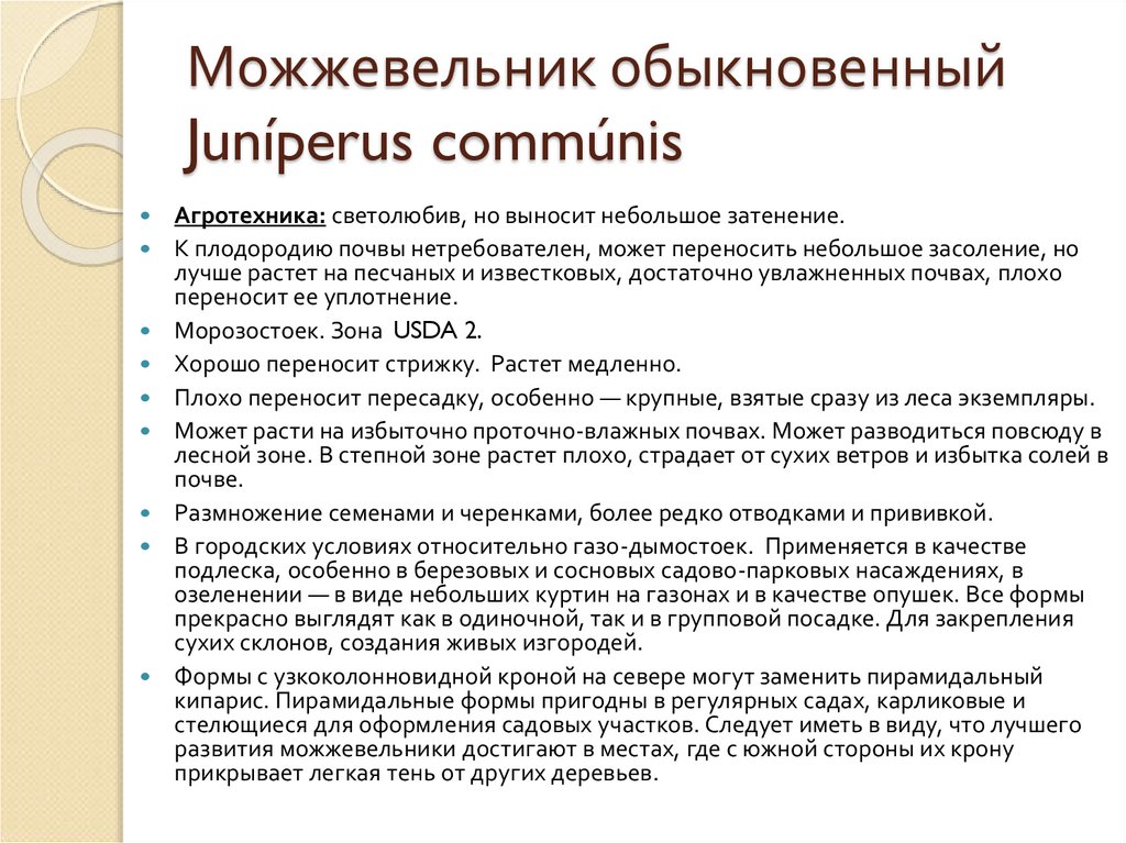 Можжевельник обыкновенный Juníperus commúnis