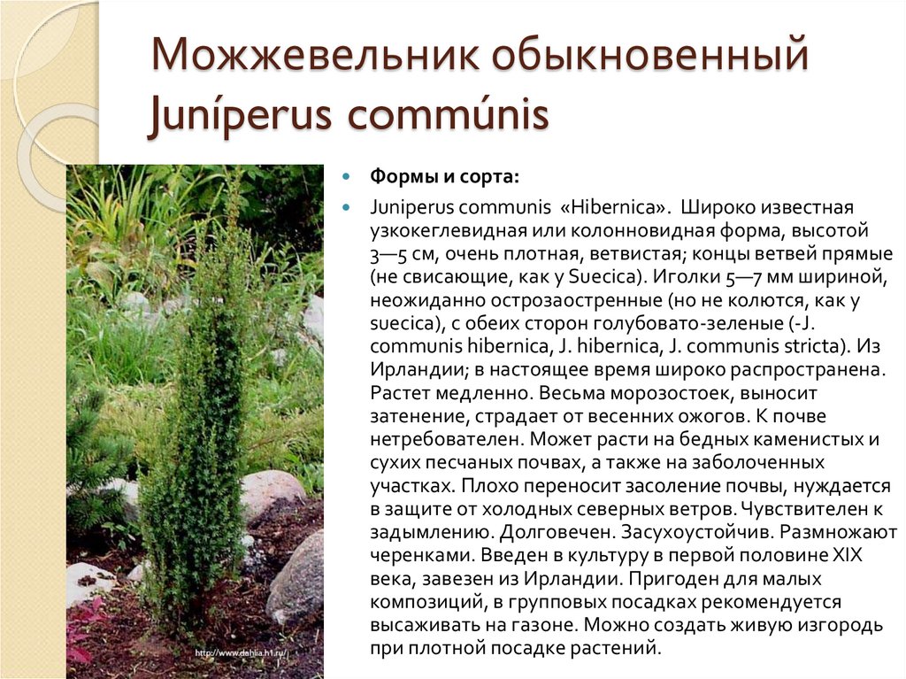 Можжевельник обыкновенный Juníperus commúnis