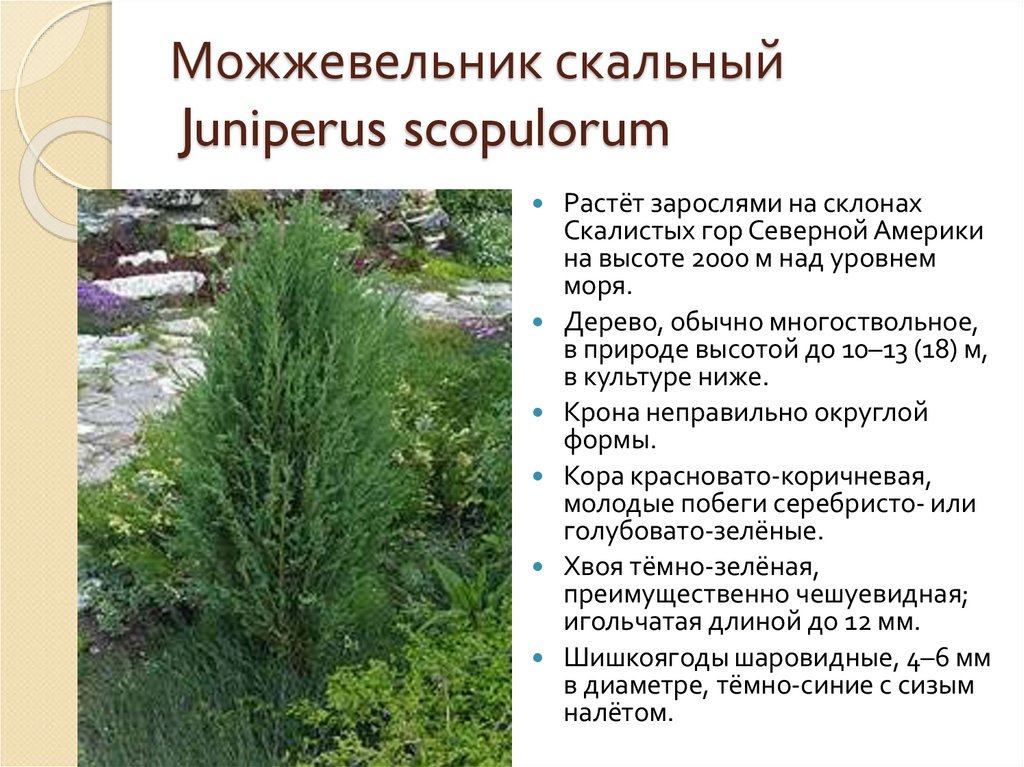 Можжевельник скальный Juniperus scopulorum