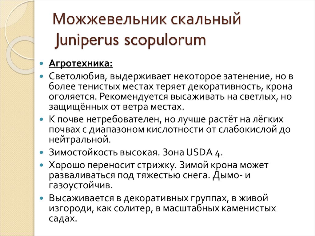 Можжевельник скальный Juniperus scopulorum