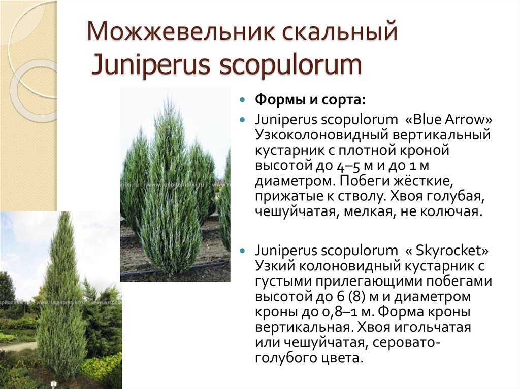 Можжевельник скальный Juniperus scopulorum