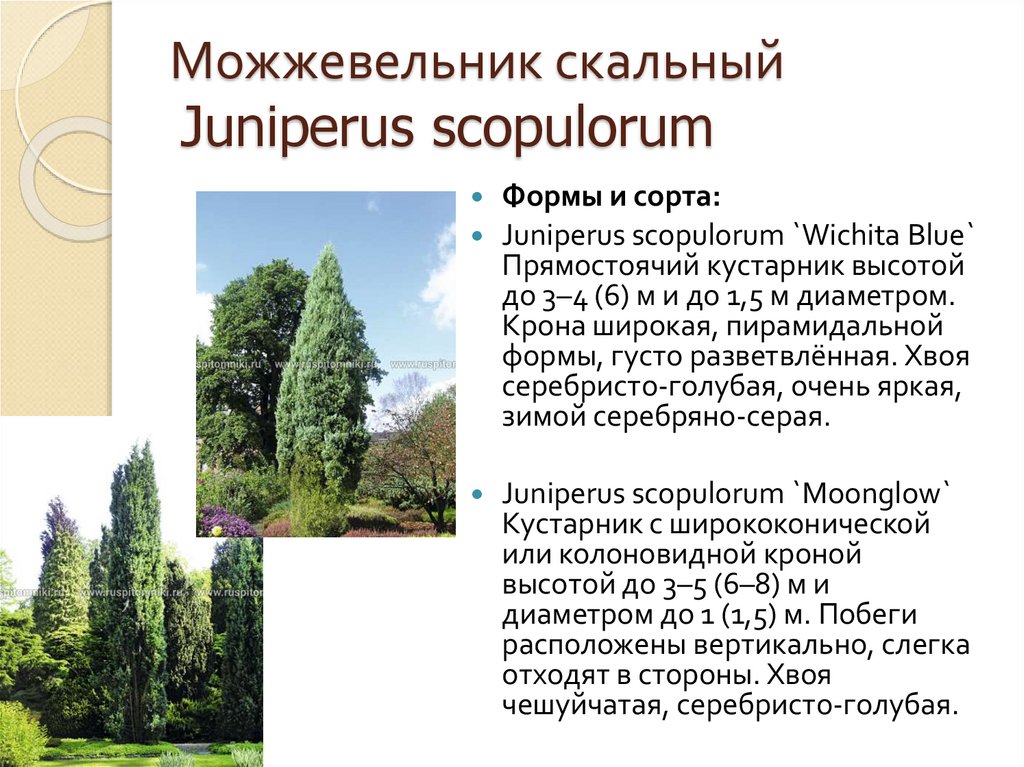 Можжевельник скальный Juniperus scopulorum