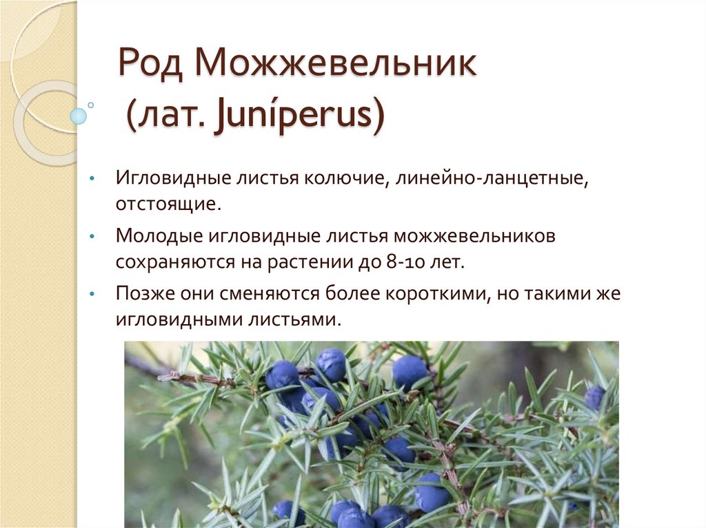 Род Можжевельник (лат. Juníperus)