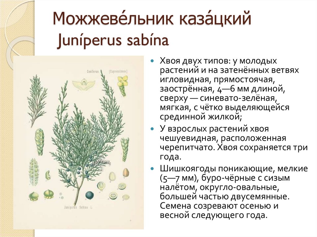 Можжеве́льник каза́цкий Juníperus sabína