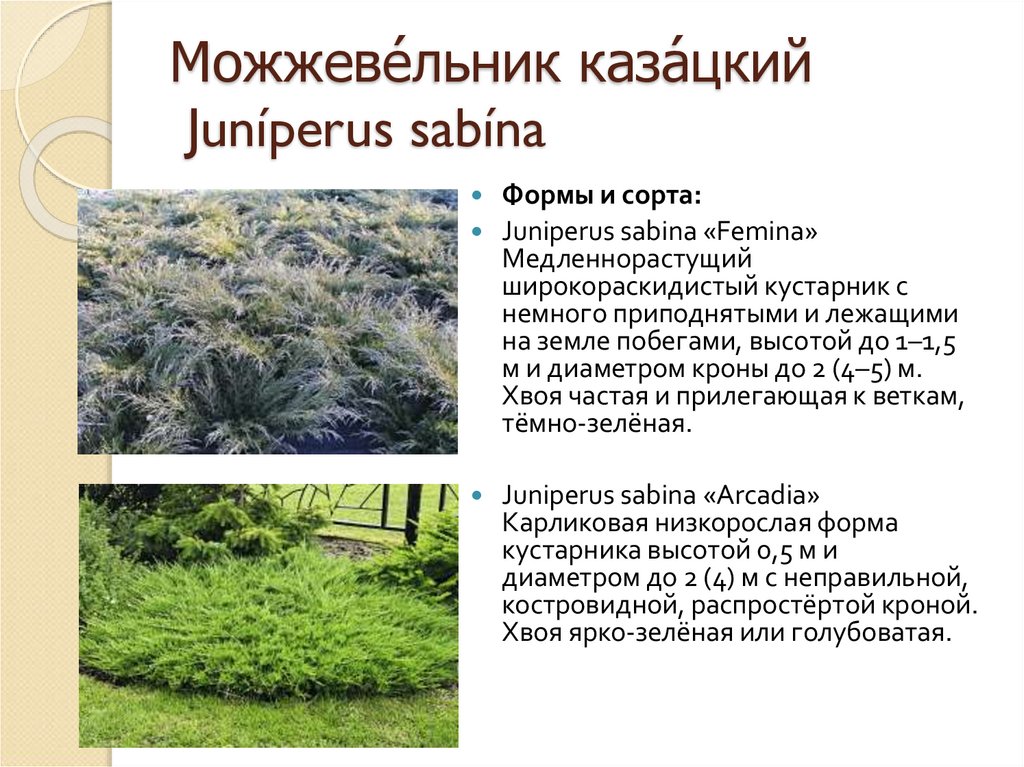 Можжеве́льник каза́цкий Juníperus sabína